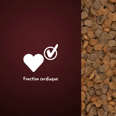 Texte visible : Fonction cardiaque, avec icône cœur et coche. Croquettes visibles à droite de l’image.