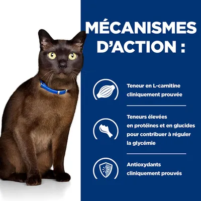 MÉCANISMES D’ACTION : Teneur en L-carnitine cliniquement prouvée, teneurs élevées en protéines et glucides pour réguler la glycémie, antioxydants cliniquement prouvés. Chat brun avec collier bleu.