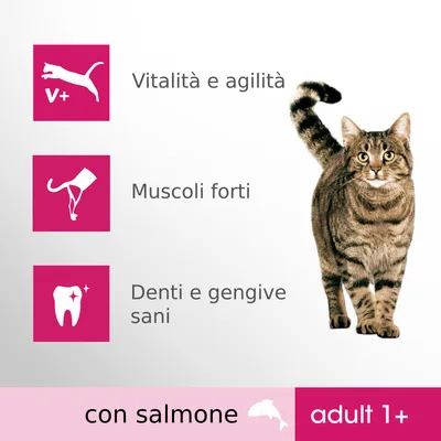 Vitalità e agilità, muscoli forti, denti e gengive sani. Con salmone. Adult 1+. Immagine di un gatto tigrato.