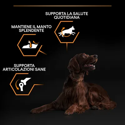 Cane sdraiato con tre claim: supporta la salute quotidiana, mantiene il manto splendente, supporta articolazioni sane. Icone illustrative accanto a ciascun testo.