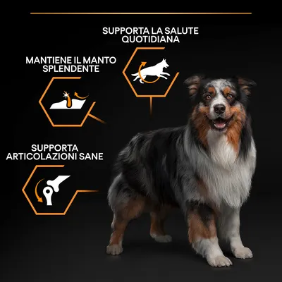 Cane con testo: supporta la salute quotidiana, mantiene il manto splendente, supporta articolazioni sane. Illustrazioni stilizzate di cane, pelo e articolazione.
