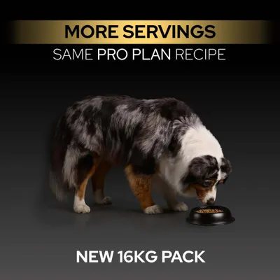 Több adag, ugyanaz a Pro Plan receptúra. Új, 16 kg-os csomagolás. A kutya a tálból eszik. Több adag, ugyanaz a Pro Plan receptúra. Új, 16 kg-os csomagolás. A kutya a tálból eszik.