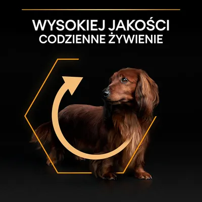 Wysokiej jakości codzienne żywienie – tekst na czarnym tle nad psem rasy jamnik z brązową sierścią, otoczonym żółtym sześciokątem i strzałką.
