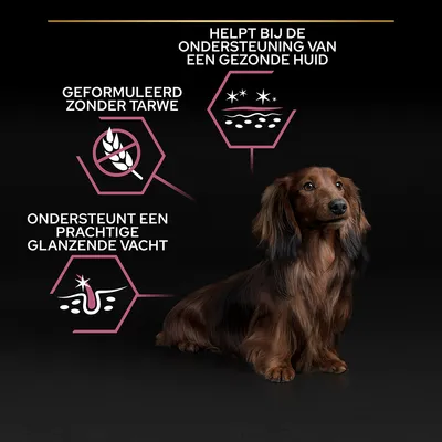 Helpt bij de ondersteuning van een gezonde huid, geformuleerd zonder tarwe, ondersteunt een prachtige glanzende vacht. Afbeelding van een hond met deze productclaims.
