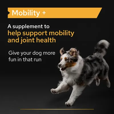 Mobility +. A supplement to help support mobility and joint health. Give your dog more fun in that run. Az angol szöveg a képen látható, magyar fordítás nem szerepel.