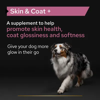 Skin & Coat +. A supplement to help promote skin health, coat glossiness and softness. Give your dog more glow in their go. (angol nyelvű szöveg)