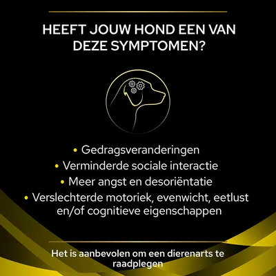 Heeft jouw hond een van deze symptomen? Gedragsveranderingen, verminderde sociale interactie, meer angst en desoriëntatie, verslechterde motoriek, evenwicht, eetlust of cognitieve eigenschappen. Het is aanbevolen om een dierenarts te raadplegen.