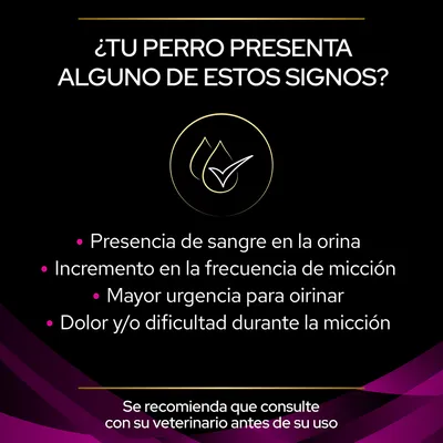 ¿Tu perro presenta alguno de estos signos? Presencia de sangre en la orina, incremento en la frecuencia de micción, mayor urgencia para orinar, dolor o dificultad durante la micción. Se recomienda consultar al veterinario.