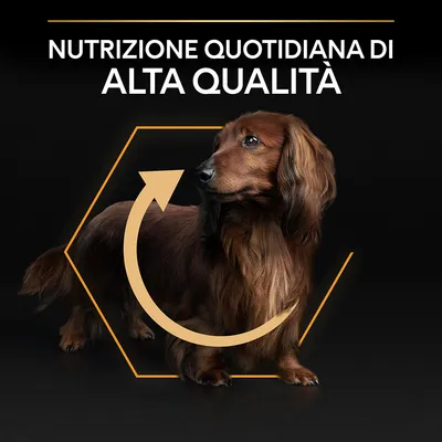 Testo: Nutrizione quotidiana di alta qualità. Bassotto marrone su sfondo nero con freccia circolare e contorno esagonale arancione.