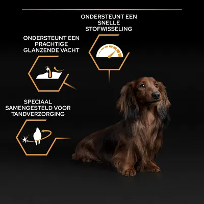 Hond met tekst: ondersteunt een prachtige glanzende vacht, speciaal samengesteld voor tandverzorging, ondersteunt een snelle stofwisseling. Illustraties bij elke claim zichtbaar.