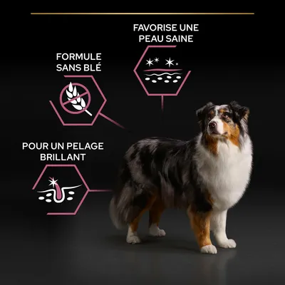 Formule sans blé, favorise une peau saine, pour un pelage brillant. Texte en français avec illustrations et chien debout à droite.