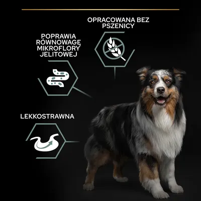 Poprawia równowagę mikroflory jelitowej, opracowana bez pszenicy, lekkostrawna – tekst i symbole obok psa rasy australijski owczarek.