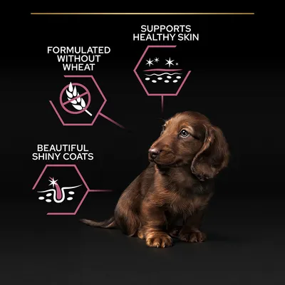 Tekstit: Formulated without wheat, Supports healthy skin, Beautiful shiny coats. Kuvakkeet ja koiranpentu mustalla taustalla. Teksti englanniksi.