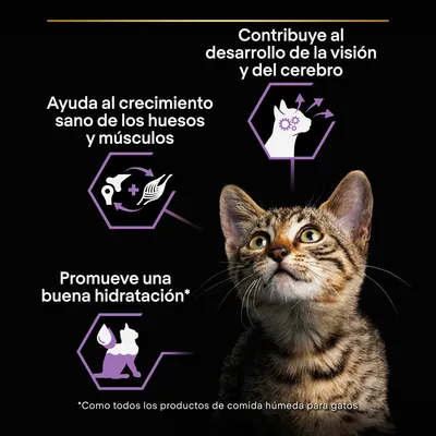 Contribuye al desarrollo de la visión y del cerebro. Ayuda al crecimiento sano de los huesos y músculos. Promueve una buena hidratación. Imagen de un gato atigrado.