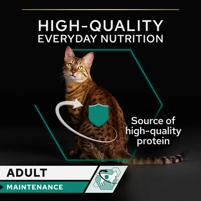 Text på engelska: High-quality everyday nutrition, source of high-quality protein, adult maintenance. Bild på katt med grafiska element.