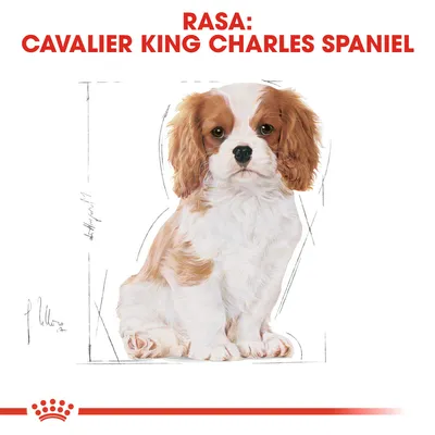 RASA: CAVALIER KING CHARLES SPANIEL – ilustracja psa tej rasy na białym tle, czerwony napis u góry, logo z koroną Royal Canin na dole.