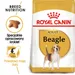Royal Canin Beagle Adult