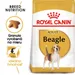 Royal Canin Beagle Adult