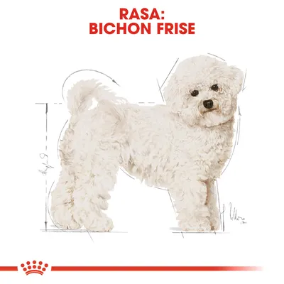 Rasa: Bichon Frise. Ilustracja psa z widocznymi liniami wymiarów, tekst w języku polskim na górze obrazu.