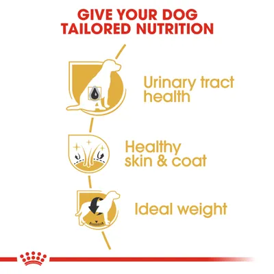 Urinary tract health, Healthy skin & coat, Ideal weight. Κείμενο στα αγγλικά με εικονίδια σκύλου και γραφικά για υγεία ουροποιητικού, δέρματος-τριχώματος και ιδανικό βάρος.