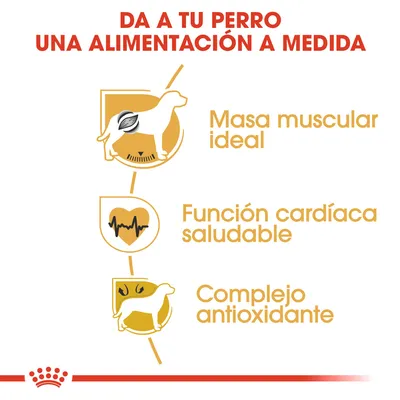 Da a tu perro una alimentación a medida. Masa muscular ideal, función cardíaca saludable, complejo antioxidante.