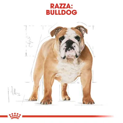 Testo in alto: 'Razza: Bulldog'. Illustrazione di un cane bulldog al centro, con schizzi tecnici sullo sfondo. Logo Royal Canin stilizzato in basso.