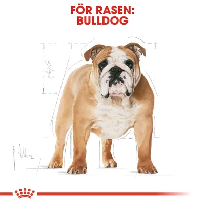 Illustration av en bulldog med texten 'FÖR RASEN: BULLDOG' i rött ovanför. Royal Canin-krona synlig längst ner.