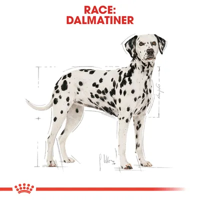 Illustration af en dalmatiner med teksten 'RACE: DALMATINER' øverst. Hunden har sortplettet pels og står i profil. Skitserede målstreger omkring kroppen.