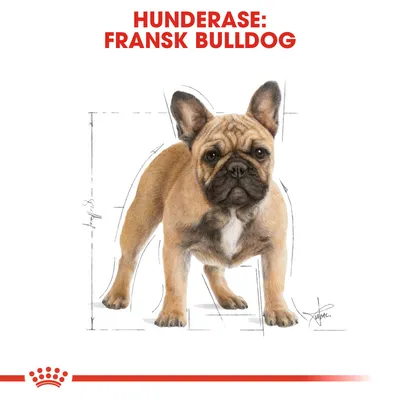 Royal Canin French Bulldog  Adult