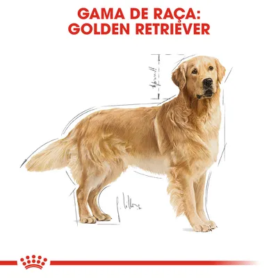 GAMA DE RAÇA: GOLDEN RETRIEVER em letras vermelhas sobre ilustração de um cão Golden Retriever de perfil, com linhas de esboço visíveis ao redor do corpo.
