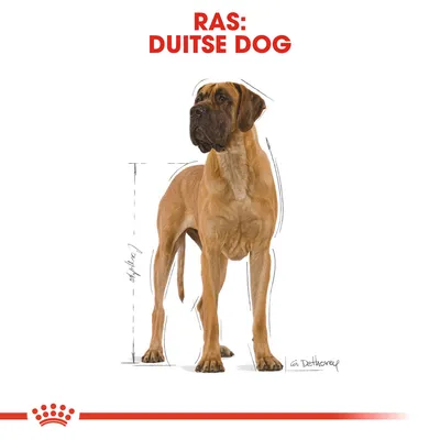 Ras: Duitse Dog. Afbeelding van een staande Duitse Dog met schetslijnen voor hoogte en lichaamsbouw.