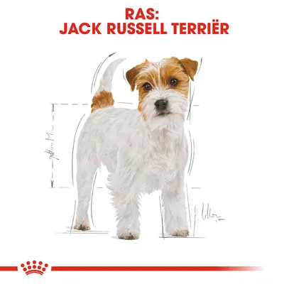 Ras: Jack Russell Terriër, afbeelding van een staande hond met witte vacht en bruine aftekeningen, omgeven door schetslijnen voor lichaamsmaten.