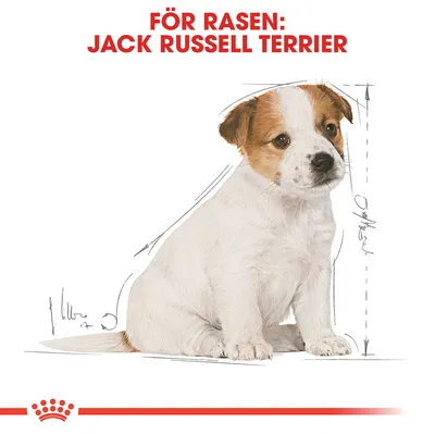 Text: För rasen: Jack Russell Terrier. Illustration av en sittande hund med skissade måttlinjer runt kroppen.