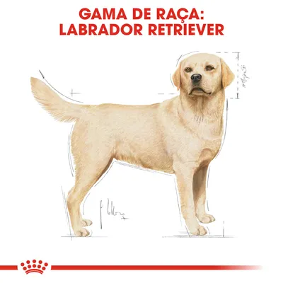 Ilustração de um cão com texto visível: GAMA DE RAÇA: LABRADOR RETRIEVER. Linhas de medidas desenhadas ao redor do corpo do cão.