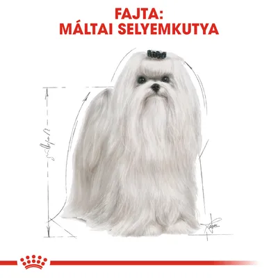 Fajta: máltai selyemkutya felirat, hosszú szőrű fehér kutya illusztrációja méretvázlattal, Royal Canin logóval alul.