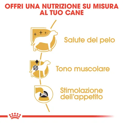 Offri una nutrizione su misura al tuo cane: salute del pelo, tono muscolare, stimolazione dell'appetito. Testo e icone illustrative.