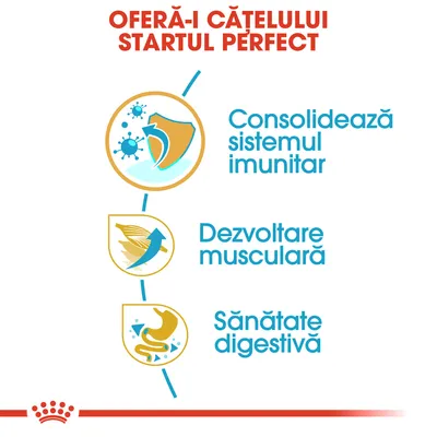 Oferă-i cățelului startul perfect: consolidează sistemul imunitar, dezvoltare musculară, sănătate digestivă. Text și pictograme explicative.