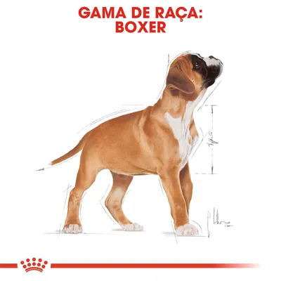 GAMA DE RAÇA: BOXER em letras vermelhas acima de ilustração de um cão Boxer castanho com peito branco, com linhas de esboço e medidas desenhadas ao redor do corpo.