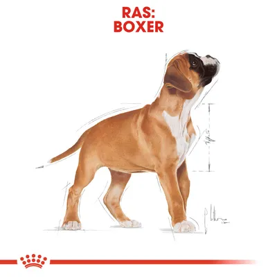 Illustratie van een Boxer hond met rode tekst bovenaan: 'RAS: BOXER'.