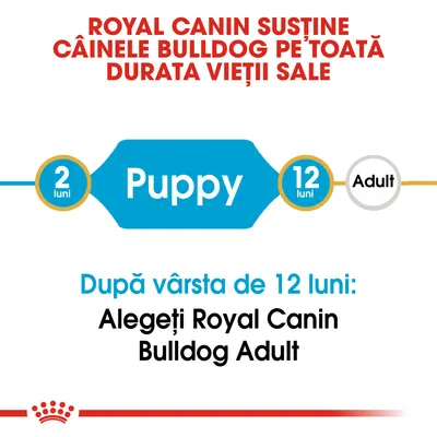 ROYAL CANIN susține câinele Bulldog pe toată durata vieții sale. Puppy 2–12 luni. După vârsta de 12 luni: Alegeți Royal Canin Bulldog Adult.