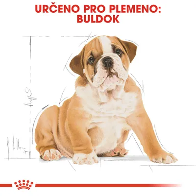 Text: URČENO PRO PLEMENO: BULDOK. Ilustrace sedícího buldoka, dole červená korunka značky Royal Canin.