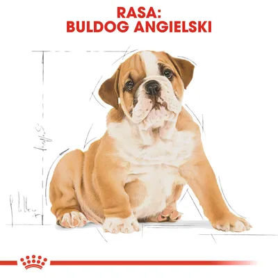 Rasa: buldog angielski – ilustracja szczeniaka z podpisem u góry. Widoczne szkicowane linie wokół psa, na dole czerwony pasek z koroną.