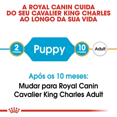 A Royal Canin cuida do seu Cavalier King Charles ao longo da sua vida. Após os 10 meses: mudar para Royal Canin Cavalier King Charles Adult.
