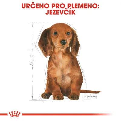 Text: URČENO PRO PLEMENO: JEZEVČÍK. Ilustrace jezevčíka s náčrtem rozměrů těla, dole červený prvek Royal Canin.