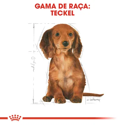 Ilustração de cão com texto visível: GAMA DE RAÇA: TECKEL. Esboço técnico ao fundo destaca proporções do corpo do cão.