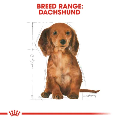 Εικόνα σκύλου με κείμενο BREED RANGE: DACHSHUND επάνω. Σχέδιο σώματος ράτσας dachshund με διαστάσεις γύρω από το περίγραμμα.