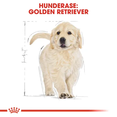 Royal Canin Golden Retriever Puppy