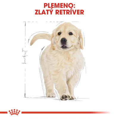 Plemeno: Zlatý retríver – ilustrácia šteniatka s nápisom v hornej časti obrázka, dole červená korunka Royal Canin.