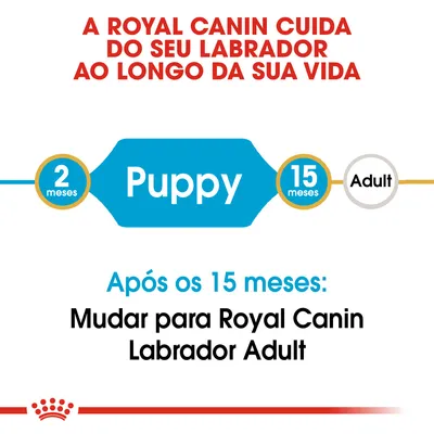 A Royal Canin cuida do seu labrador ao longo da sua vida. Puppy dos 2 aos 15 meses. Após os 15 meses: mudar para Royal Canin Labrador Adult.