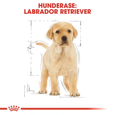 Royal Canin Labrador Retriever Puppy